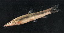 Image of Parabotia banarescui 