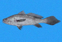 Image of Paranebris bauchotae 