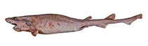 Image of Parmaturus bigus (Beige catshark)