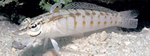 Image of Parapercis binotata (Solomons sandperch)