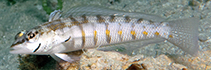 Image of Parapercis binotata (Solomons sandperch)