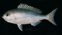 Image of Paracaesio caerulea (Japanese snapper)