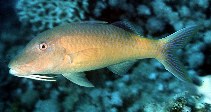 Image of Parupeneus cyclostomus (Gold-saddle goatfish)