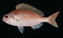 Image of Parascolopsis eriomma (Swallowtail dwarf monocle bream)