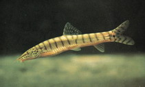 Image of Parabotia fasciatus 