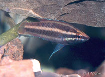 Image of Parosphromenus filamentosus (Spiketail gourami)