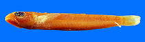 Image of Parapercis flavescens 