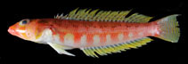 Image of Parapercis kentingensis (Kenting sandperch)