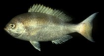 Image of Paracaesio kusakarii (Saddle-back snapper)