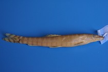 Image of Parabotia maculosus 