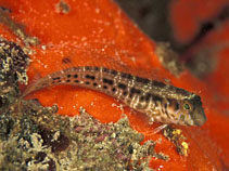 Image of Parablennius marmoreus (Seaweed blenny)