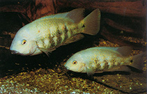 Image of Paraneetroplus nebulifer (Papaloapan cichlid)