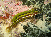 Image of Pavoclinus pavo (Peacock klipfish)