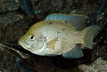 Image of Paratilapia polleni (Black Diamond Madagascar cichlid)