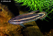 Image of Parosphromenus quindecim 