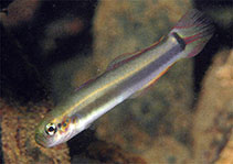 Image of Parioglossus rainfordi (Rainford\