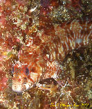 Image of Parablennius ruber (Portuguese blenny)