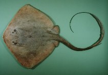 Image of Pastinachus sephen (Cowtail stingray)