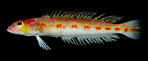 Image of Parapercis soliorta (Sunrise sandperch)