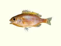 Image of Parascolopsis tosensis (Tosa dwarf monocle bream)