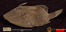 Image of Paramonacanthus tricuspis (Estuary filefish)