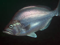 Image of Parascorpis typus (Jutjaw)