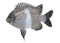 Image of Parma unifasciata (Girdled scalyfin)