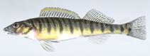 Image of Percina kathae (Mobile logperch)