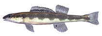 Image of Percina kusha (Bridled darter)