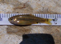 Image of Pelasgus laconicus (Evrotas minnow)