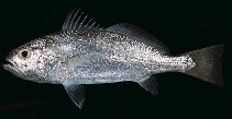 Image of Pennahia macrocephalus (Big-head pennah croaker)