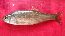 Image of Pelasgus marathonicus (Marathon minnow)