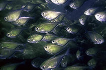 Image of Pempheris micromma (Smalleye sweeper)