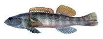 Image of Percina palmaris (Bronze darter)