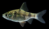 Image of Pethia phutunio (Spottedsail barb)