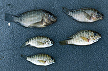 Image of Petrochromis polyodon 