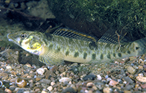 Image of Percina rex (Roanoke logperch)