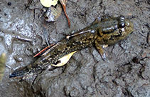 Image of Periophthalmus walailakae 