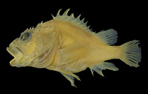 Image of Phenacoscorpius mccoskeri (McCosker’s no-line scorpionfish)