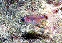 Image of Phaeoptyx pigmentaria (Dusky cardinalfish)