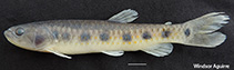 Image of Piabucina astrigata 