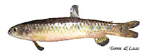 Image of Piabucina aureoguttata 