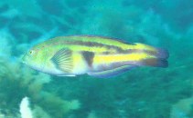 Image of Pictilabrus laticlavius (Patrician wrasse)