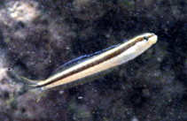 Image of Plagiotremus azaleus (Sabertooth blenny)