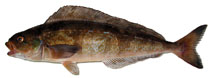 Image of Pleurogrammus azonus (Okhotsk atka mackerel)