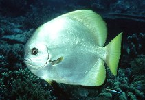 Image of Platax boersii (Golden spadefish)