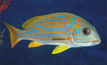 Image of Plectorhinchus chrysotaenia (Yellow-striped sweetlips)