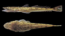 Image of Platycephalus indicus (Bartail flathead)