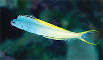 Image of Plagiotremus laudandus (Bicolour fangblenny)