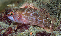 Image of Plectranthias longimanus (Longfin perchlet)